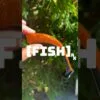 RX Paddle Tail – Champagne Black Tip