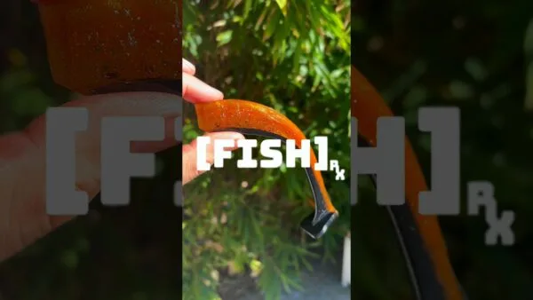 RX Paddle Tail – Champagne Black Tip