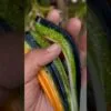 RX Slugs