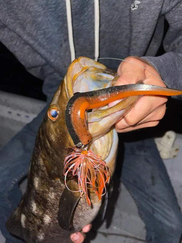 A hand holds a Calico Bass with an RX Slug and Skirted Swim Jig in its mouth.