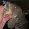 A spotted bay bass fish caught with a White Monster Energy RX Slug.