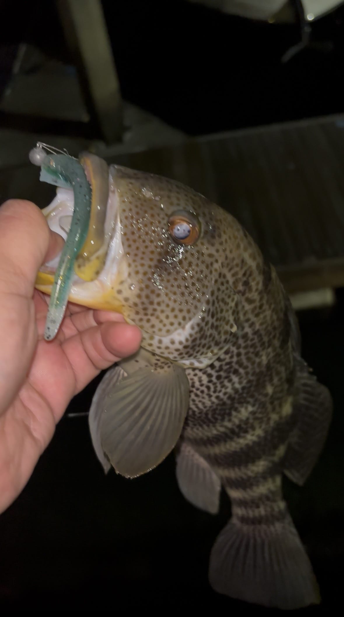 A spotted bay bass fish caught with a White Monster Energy RX Slug.