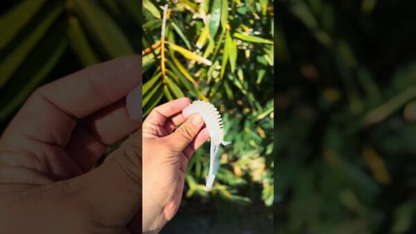 RX Skeleton Craw – Pearl