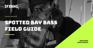 Daniel is smiling while holding a bass in front of the camera. The bass has a bait in its mouth. A text overlay reads Spotted Bay Bass Field Guide and has the [FISH]rx logo.