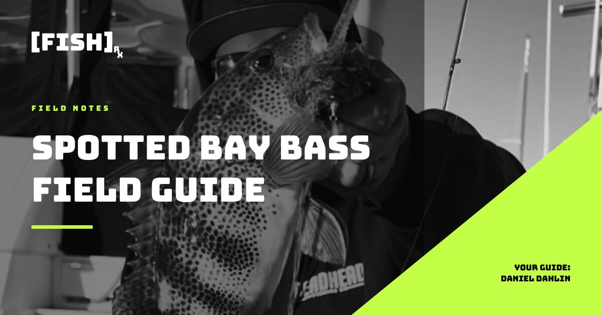 Spotted Bay Bass in Southern California: The Back Bay Field Guide