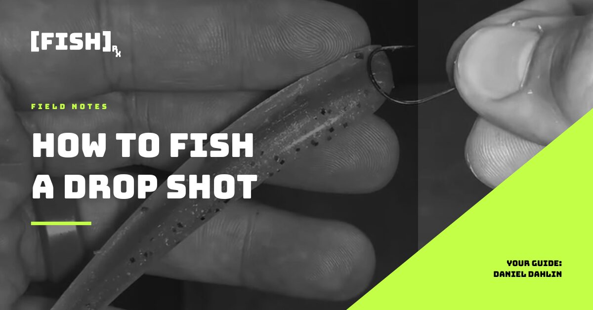How to Fish a Drop Shot for SoCal Inshore Bass