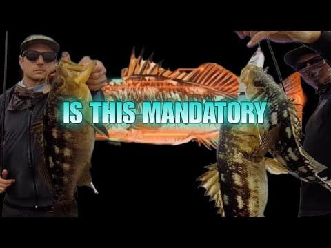 Ep. 7: Scott Wyss of Bows & Arrows on Finding Calico in the Kelp