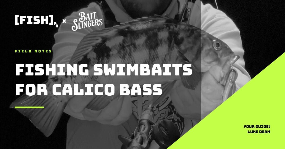 Calico Bass in Southern California: A Swimbait Fishing Guide